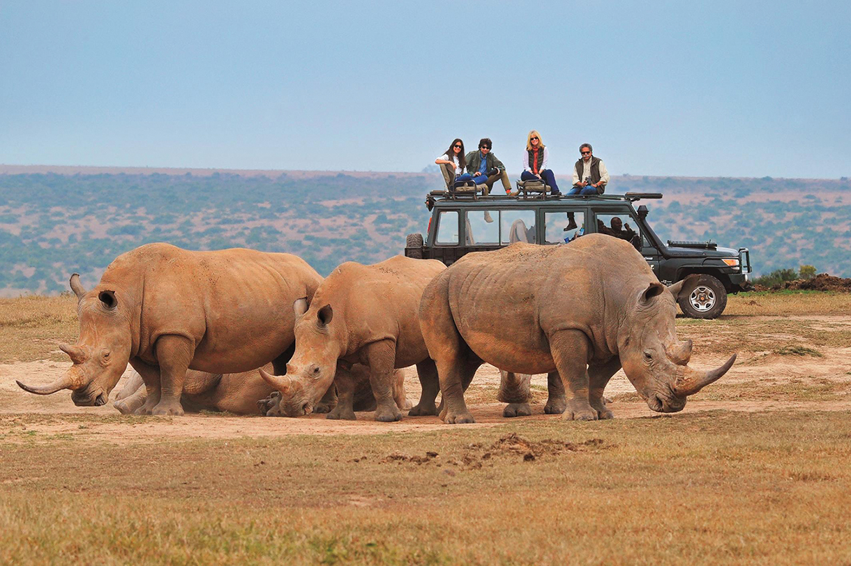 Safari viewing black rhinos